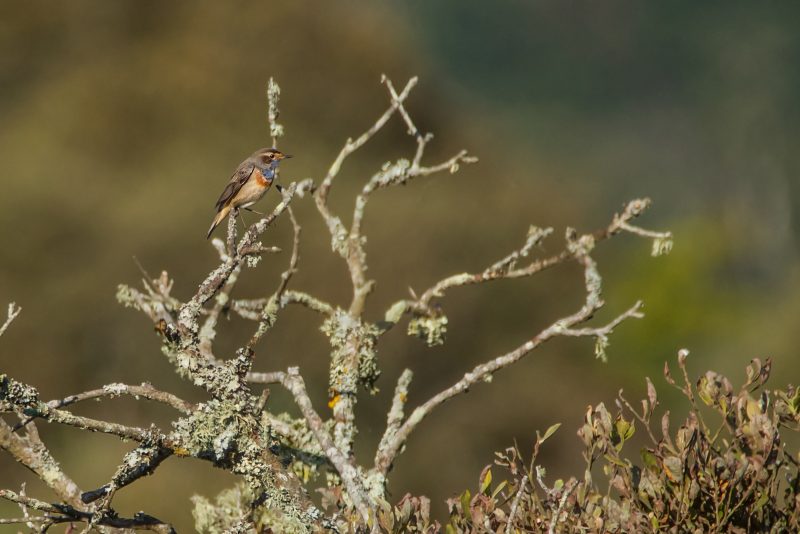 Gorgebleue à miroir mâle